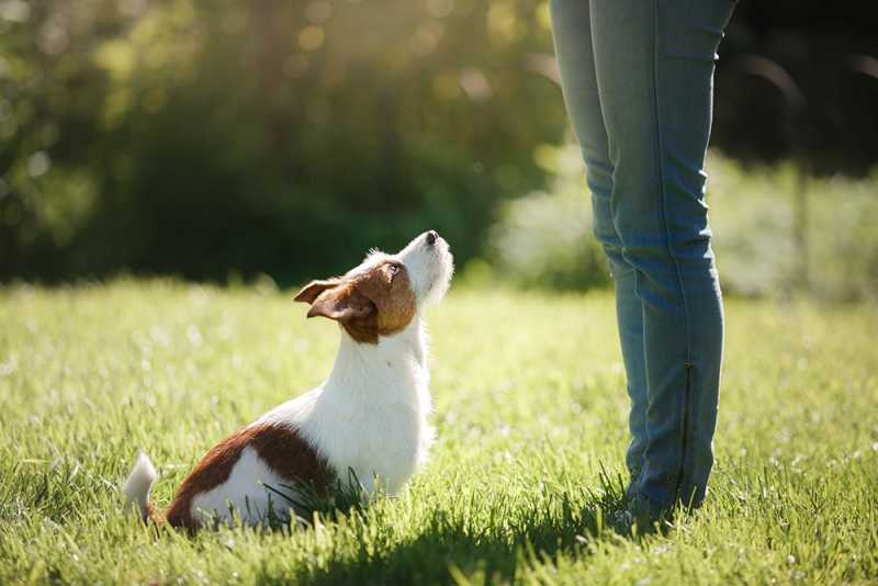 Board and trains for Dogs and Bonding: Strengthening Your Relationship